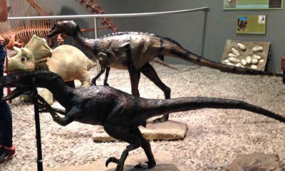 Paleontology Project