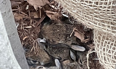 Discovering Baby Bunnies in Our Playground