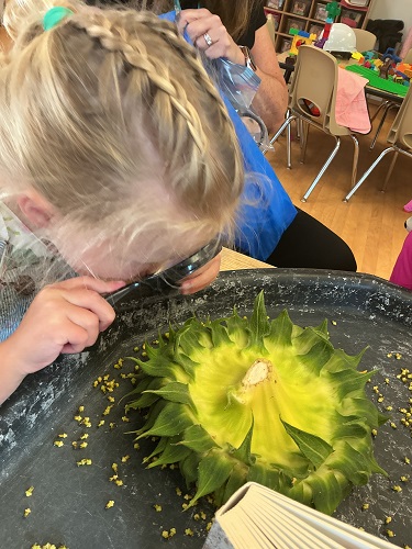 child holding a magnifying glass and looking through it to look at the bottom of the sunflower that is on the tuff tray in front of her